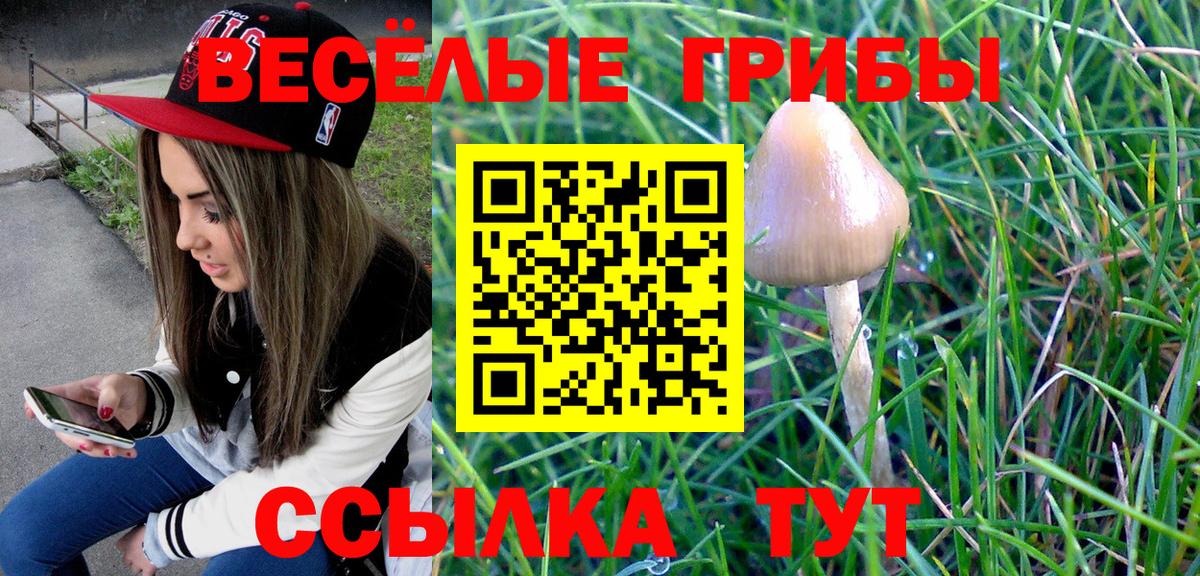 Галлюциногенные грибы Psilocybe Абинск